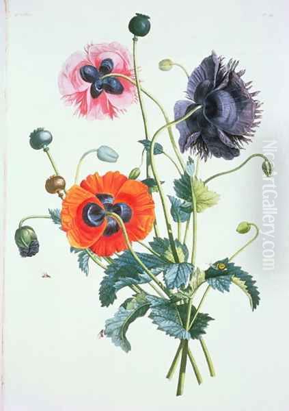 Poppies from Collection des fleurs et Fruits, 1805 by Jean Louis Prevost c.1760-1810 Oil Painting by Jean-Louis Prevost