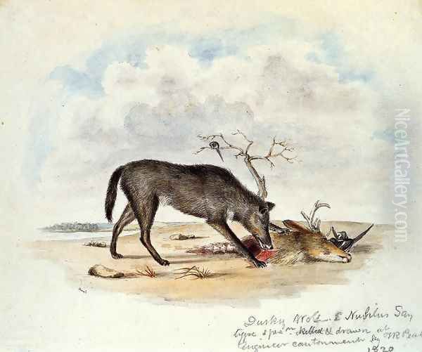 Dusky Wolf (Lupus Nubilus) Oil Painting by Titian Ramsay Peale