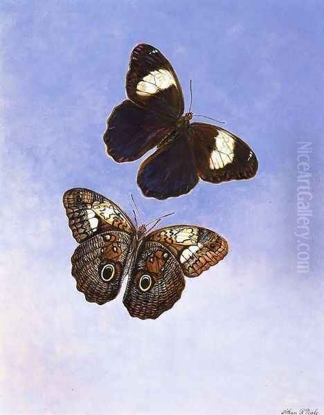 Caligo Martia (Butterflies) Oil Painting by Titian Ramsay Peale