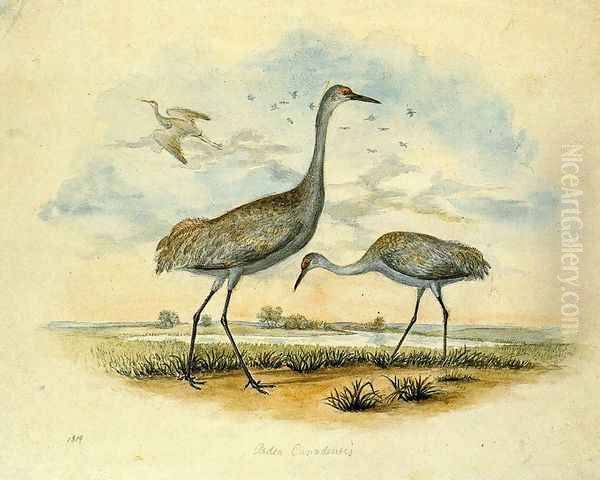 Sandhill Cranes Oil Painting by Titian Ramsay Peale