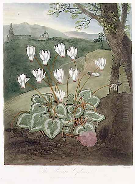 The Persian Cyclamen, engraved by Elmes, from The Temple of Flora by Robert Thornton, pub. 1804 Oil Painting by Abraham Pether