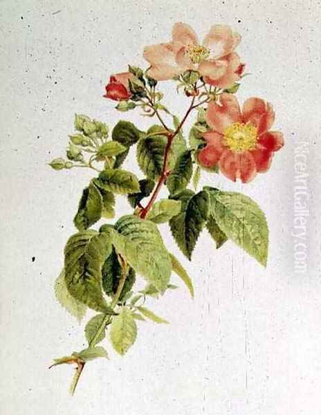 Rosa setigera The Prairie Rose, by Alfred Parsons 1847-1920 Oil Painting by Alfred Parsons