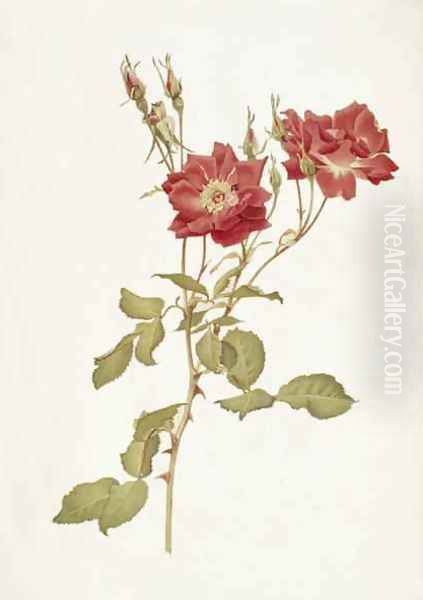 Rose Bourbon Oil Painting by Alfred Parsons