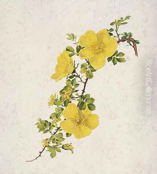 Rosa Foetida Oil Painting by Alfred Parsons