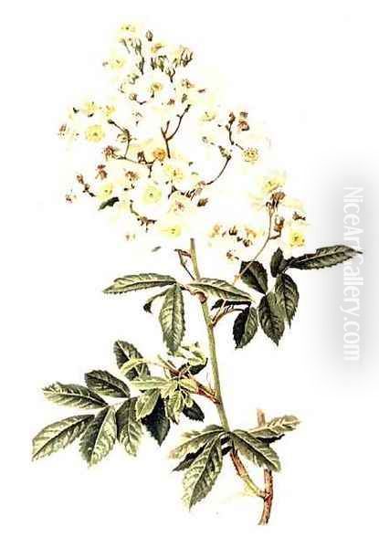 Rosa multiflora Oil Painting by Alfred Parsons