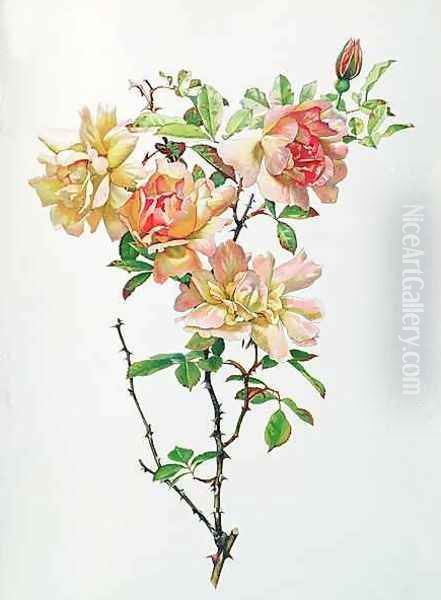 Rosa Chinensis Oil Painting by Alfred Parsons