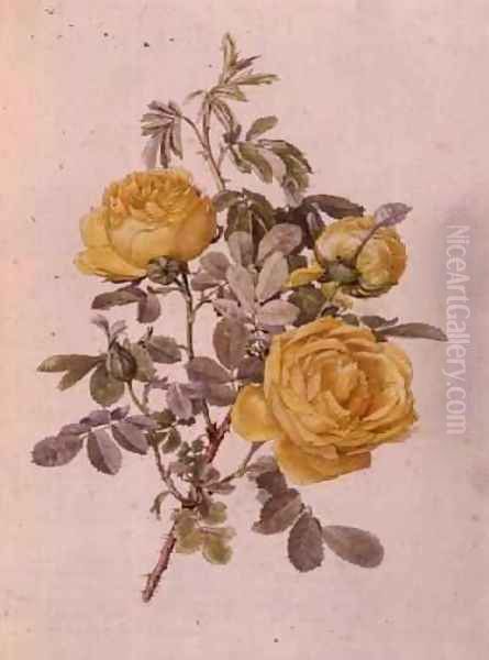 Rosa Genus, No.10, 755, c.1910 Oil Painting by Alfred Parsons