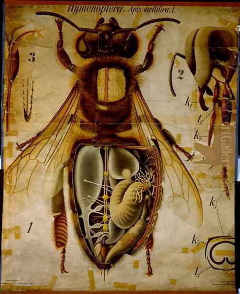 Anatomy of the Honey Bee, No.13, Pfurtschellers Zoological Wall Chart Oil Painting by Paul Pfurtscheller