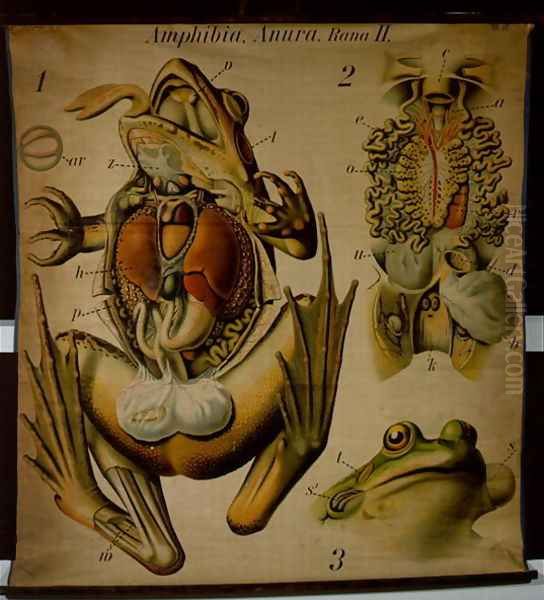 Anatomy of a Rana, no.27, Pfurtschellers Zoological Wall Chart Oil Painting by Paul Pfurtscheller