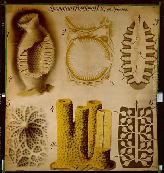 Sycon and Aplysina, No.12, Pfurtschellers Zoological Wall Chart Oil Painting by Paul Pfurtscheller