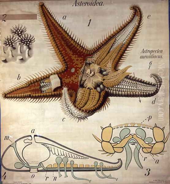 Astropecten, No. 11, Pfurtschellers Zoological Wall Chart Oil Painting by Paul Pfurtscheller