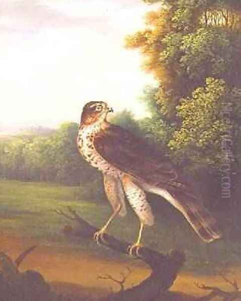 A Young Female Hawk, one year old Oil Painting by Robert Wilkinson Padley