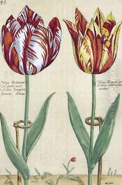 Tulipa Octaviani del pont, and Tulipa Elegant, from Hortus Floridus, published 1614-15 Oil Painting by Crispijn van de Passe