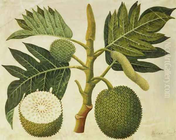 Bread Fruit, c.1769 Oil Painting by Sydney Parkinson