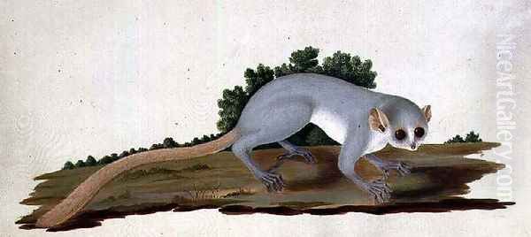 Mouse-lemur Microcebus murinus, Madagascar, 1767 Oil Painting by Sydney Parkinson