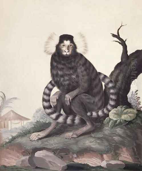 Cotton-eared Marmoset Callithrix jacchus, 1767 Oil Painting by Sydney Parkinson