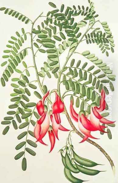 Clianthus puniceus, Plate 432 from Banks Florilegium, gathered from North Island, New Zealand, on Captain Cooks First Voyage, engraved by Daniel MacKenzie, 1769 Oil Painting by Sydney Parkinson