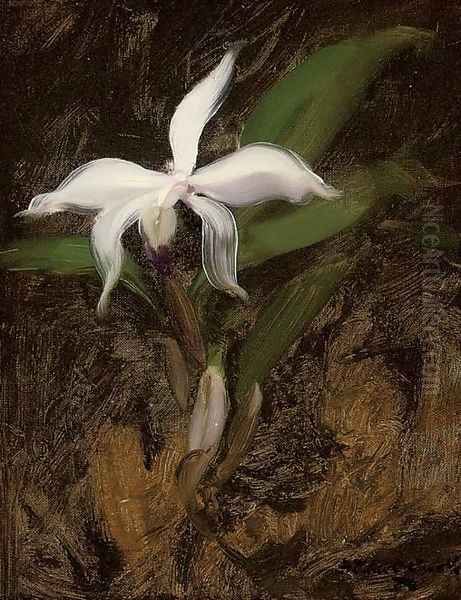 White lily Oil Painting by James Stuart Park