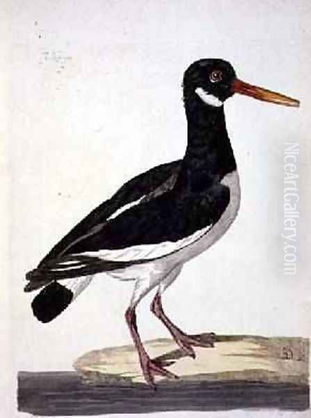 The Sea Pie or Oystercatcher Haematopus ostralegus plate from The British Zoology, Class II Birds, engraved by Peter Mazell fl.1761-97 1766 Oil Painting by Peter Paillou