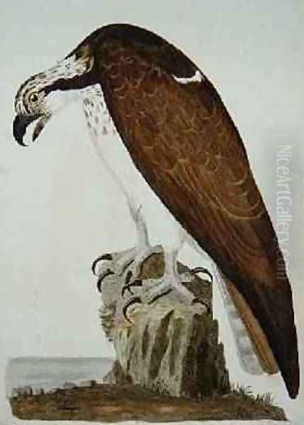 The Bald Buzzard, plate from The British Zoology, Class II Birds, engraved by Peter Mazell fl.1761-97 1766 Oil Painting by Peter Paillou