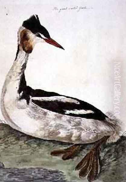 The Great Crested Grebe Podiceps cristatus plate from The British Zoology, Class II Birds, engraved by Peter Mazell fl.1761-97 1766 Oil Painting by Peter Paillou