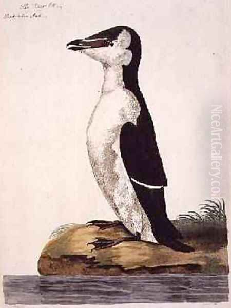 The Razorbill Alca torda or Black-Billed Auk, plate from The British Zoology, Class II Birds, engraved by Peter Mazell fl.1761-97 1766 Oil Painting by Peter Paillou