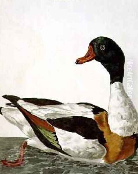 The Common Shelduck from The British Zoology, Class II Birds, engraved by Peter Mazell fl.1761-97 1766 Oil Painting by Peter Paillou