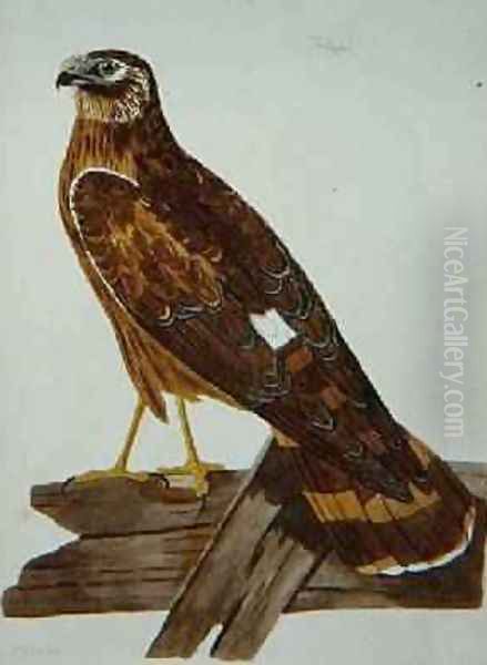 The Ringtail, female of the Hen Harrier Circus cyaneus plate from The British Zoology, Class II Birds, engraved by Peter Mazell fl.1761-97 1766 Oil Painting by Peter Paillou