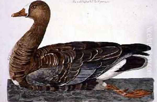 The White-Fronted Goose Anser albifrons plate from The British Zoology, Class II Birds, engraved by Peter Mazell fl.1761-97 Oil Painting by Peter Paillou