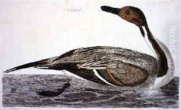 The Pintail Duck Anas acuta plate from The British Zoology, Class II Birds, engraved by Peter Mazell fl.1761-97 1766 Oil Painting by Peter Paillou