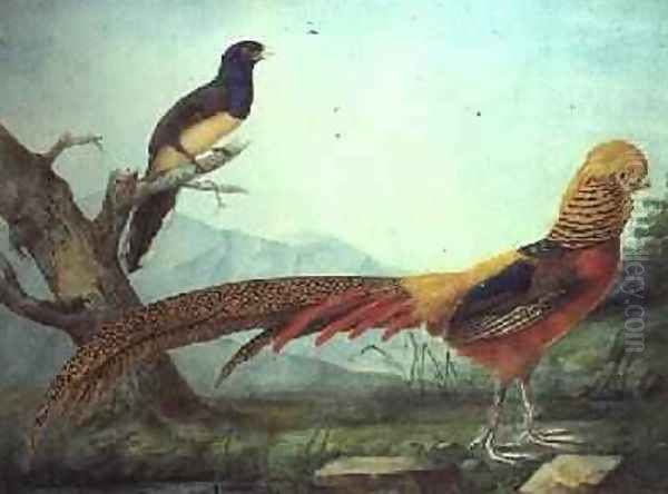 A Golden Pheasant and a Trogon Oil Painting by L.F.A. Panhuts