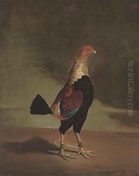 A prize fighting cock Oil Painting by Hilton L. Jnr. Pratt