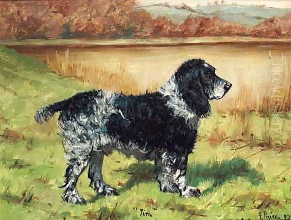 Jim, a Springer Spaniel Oil Painting by George Paice