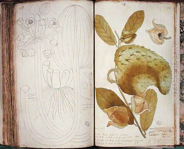 Ms 23 Cardamom, from a manuscript on plants of the Antilles and Santo Domingo Oil Painting by Charles Plumier