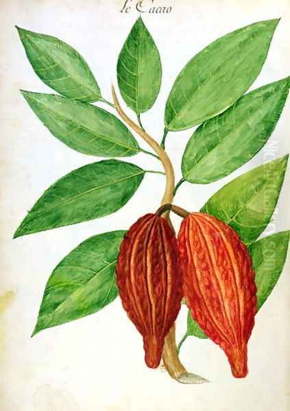 Cacao, from a manuscript on plants and civilization in the Antilles, c.1686 Oil Painting by Charles Plumier