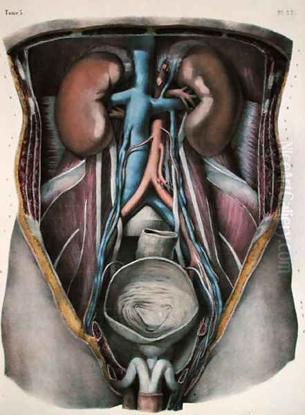 The kidneys and bladder, plate from Traite Complet de lAnatomie de lHomme by Jean-Baptiste Marc Bourgery 1797-1849 engraved by Nicolas Henri Jacob 1782-1871 1866-67 Oil Painting by E. Pochet