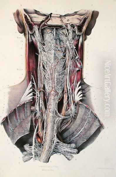 Cross-section of the neck, plate from Traite Complet de lAnatomie de lHomme by Jean-Baptiste Marc Bourgery 1797-1849 1866-67 Oil Painting by E. Pochet