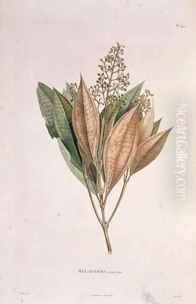 Melastoma punctata, engraved by Bouquet, plate 40 from Part VI of 'Voyage to Equinoctial Regions of the New Continent' by Friedrich, Baron von Humboldt 1769-1859 and Aime Bonpland 1773-1858 pub. 1806 Oil Painting by Poiteau, Pierre Antoine