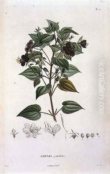 Rhexia grandiflora, engraved by Bouquet, plate 11 from Part VI of Voyage to Equinoctial Regions of the New Continent' by Friedrich Alexander, Baron von Humboldt 1769-1859 and Aime Bonpland 1773-1858 pub. 1806 Oil Painting by Poiteau, Pierre Antoine