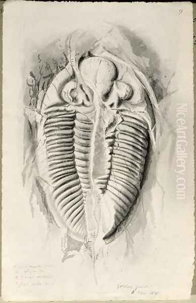 Trilobite from Golden Grove, 6th November 1841 Oil Painting by John Phillips