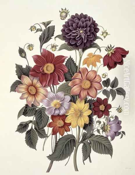 Dahlias, engraved by Weddell, plate 10 from Beauties of Flora by S. Curtis, 1820 Oil Painting by Clara Maria Pope