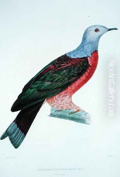 The Bleeding Heart Dove, illustration from LAstrolabe by Dumond DUrville, engraved by Massard, published 1833 Oil Painting by Pretre, Jean Gabriel