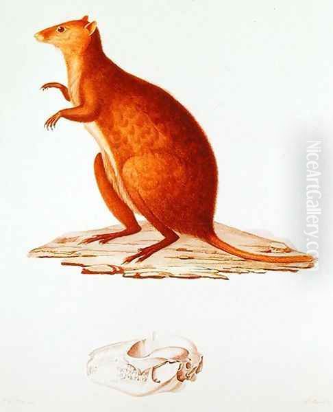 The Wallaby or Short-Tailed Kangaroo setonix brachyrus illustration from Voyage de la Corvette l'Astrolabe Pendant les Annes 1826-29 by Jules Sebastien Cesar Dumont dUrville 1790-1842 1830-35 Oil Painting by Pretre, Jean Gabriel