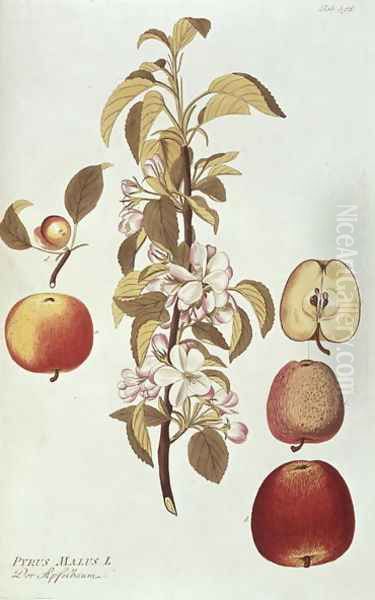 Pyrus Malus Apple Oil Painting by Joseph Jacob Plenck