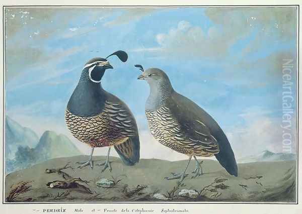 Male and Female Californian Partridge, from Voyage de La Perouse Oil Painting by J.R Prevost