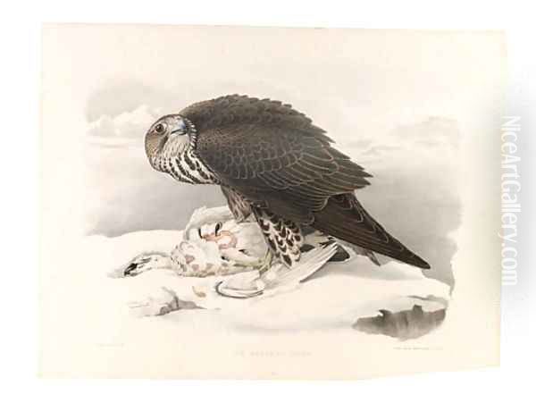 Hawk Oil Painting by Thomas Pennant