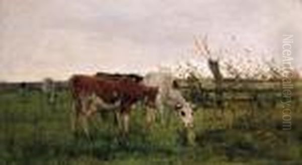 Cows Grazing Oil Painting by Anton Mauve