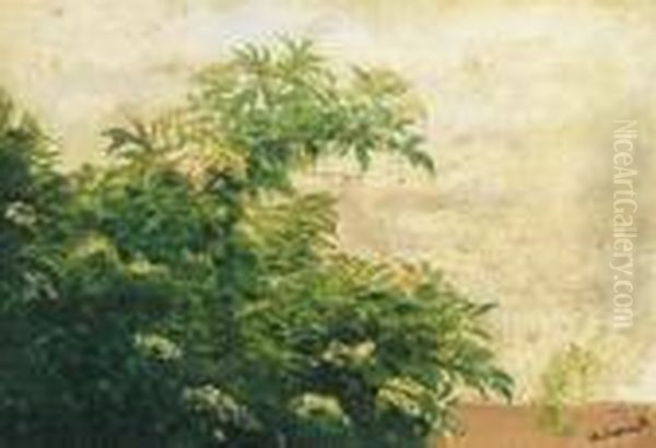 Blossoming Elderberry Bush Oil Painting by Laszlo Mednyanszky