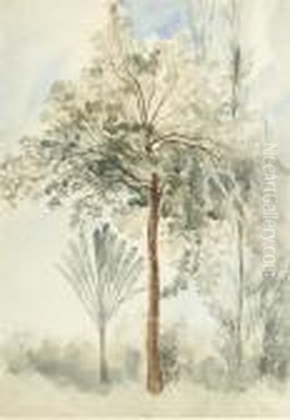 The Teak Tree And A Travellers Tree Oil Painting by Andrew Nicholl