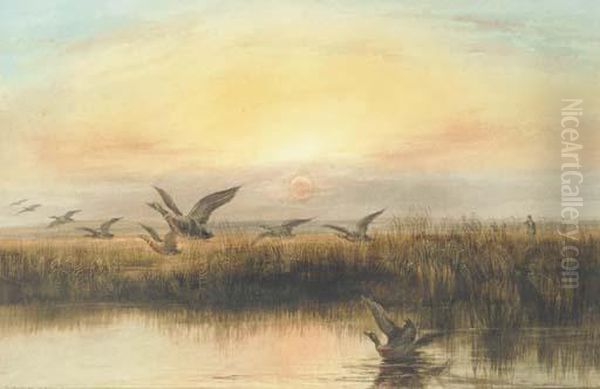 Duck Flighting At Dusk Oil Painting by Andrew Nicholl